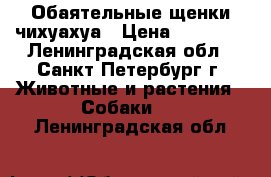 Обаятельные щенки чихуахуа › Цена ­ 10 000 - Ленинградская обл., Санкт-Петербург г. Животные и растения » Собаки   . Ленинградская обл.